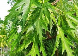 klen-serebristyy-laciniatum-wieri (1)